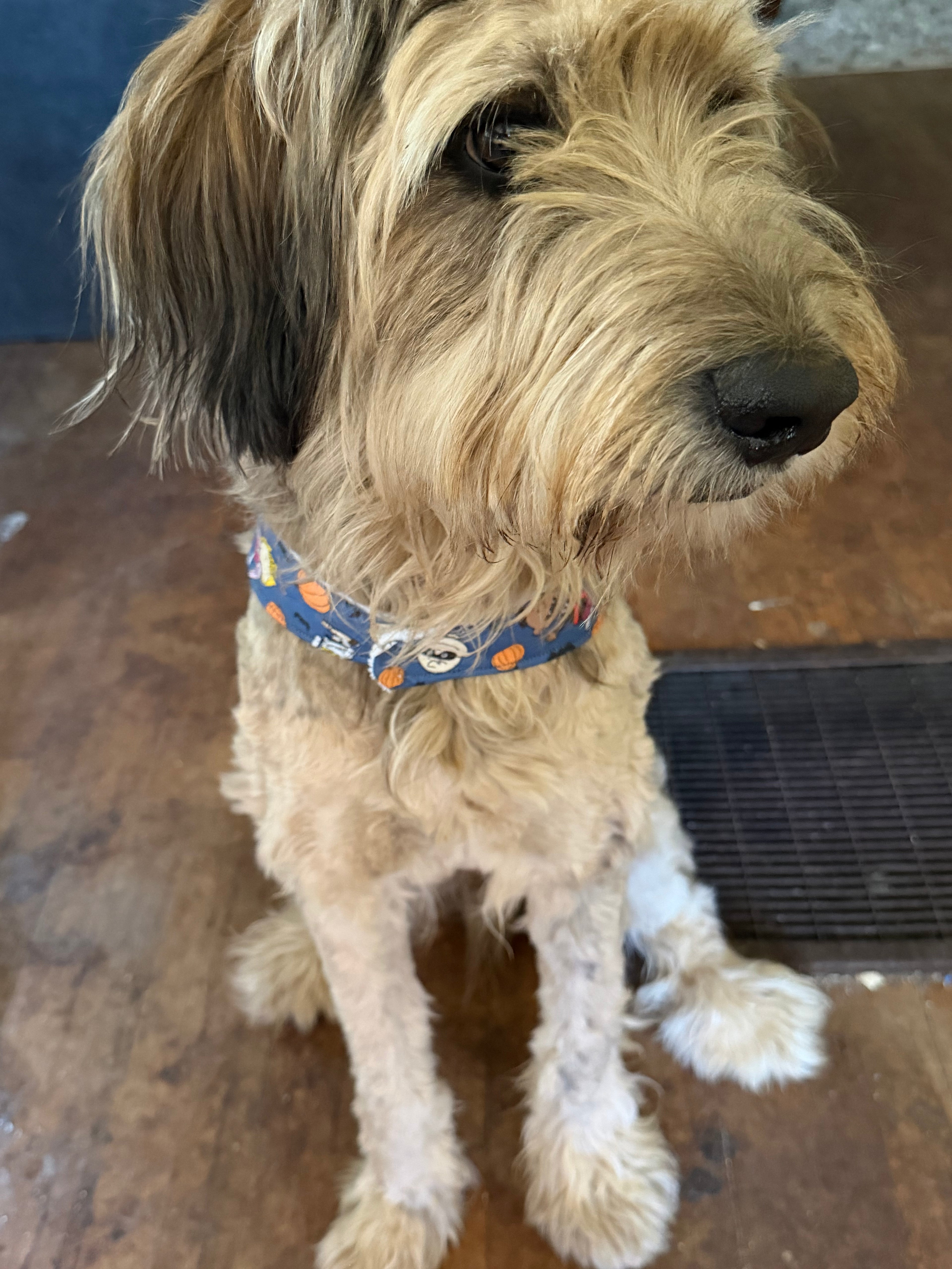 Charlie Brown Fall/Halloween bandana